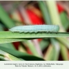 lasiommata megera larva3 daghestan1
